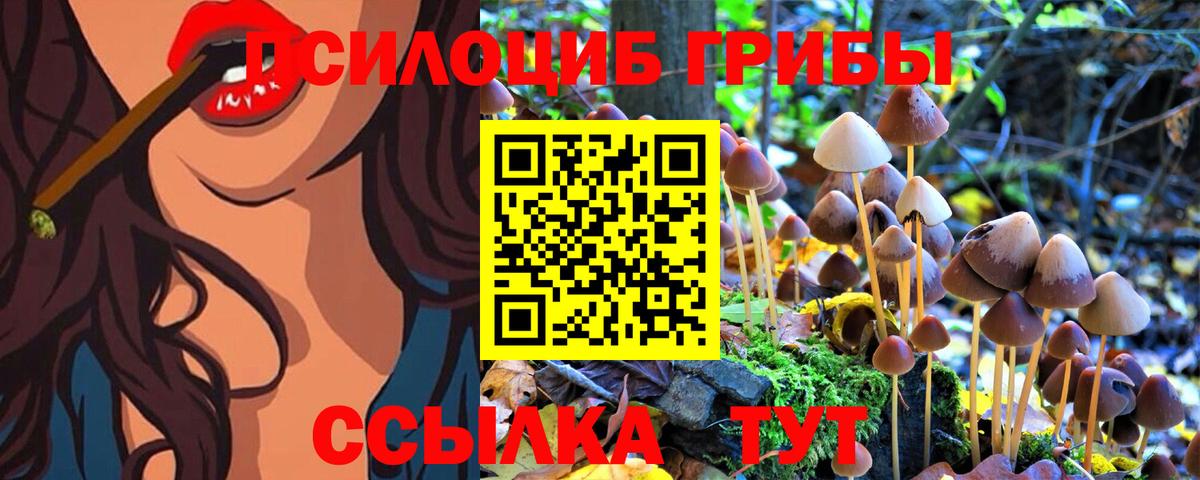 Псилоцибиновые грибы Psilocybe Благовещенск